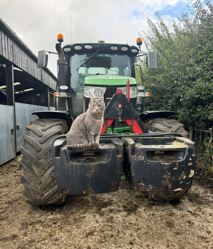 Cat on a tractor