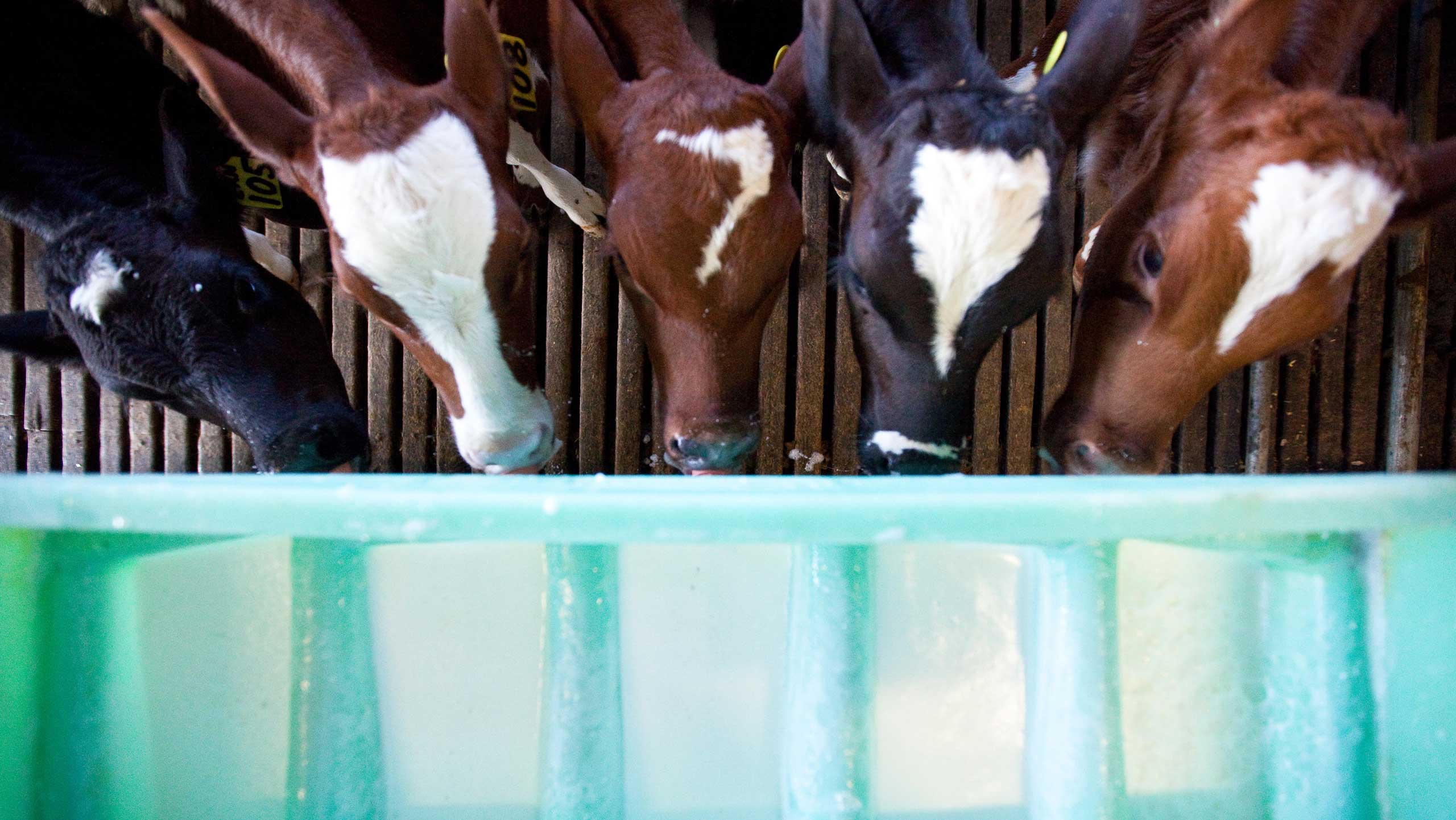 Two drugs impress in calf cryptosporidiosis trial - Farmers Weekly