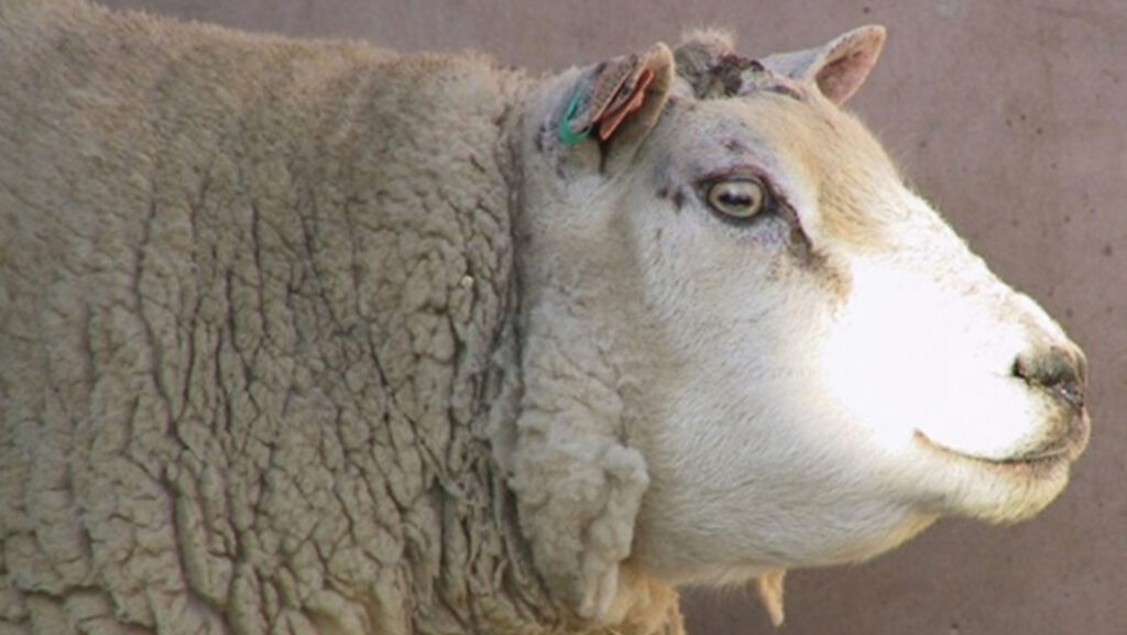 Ewe with bottle jaw