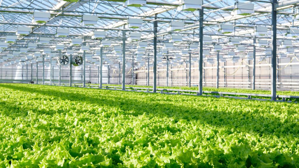 Large commercial greenhouse growing lettuce