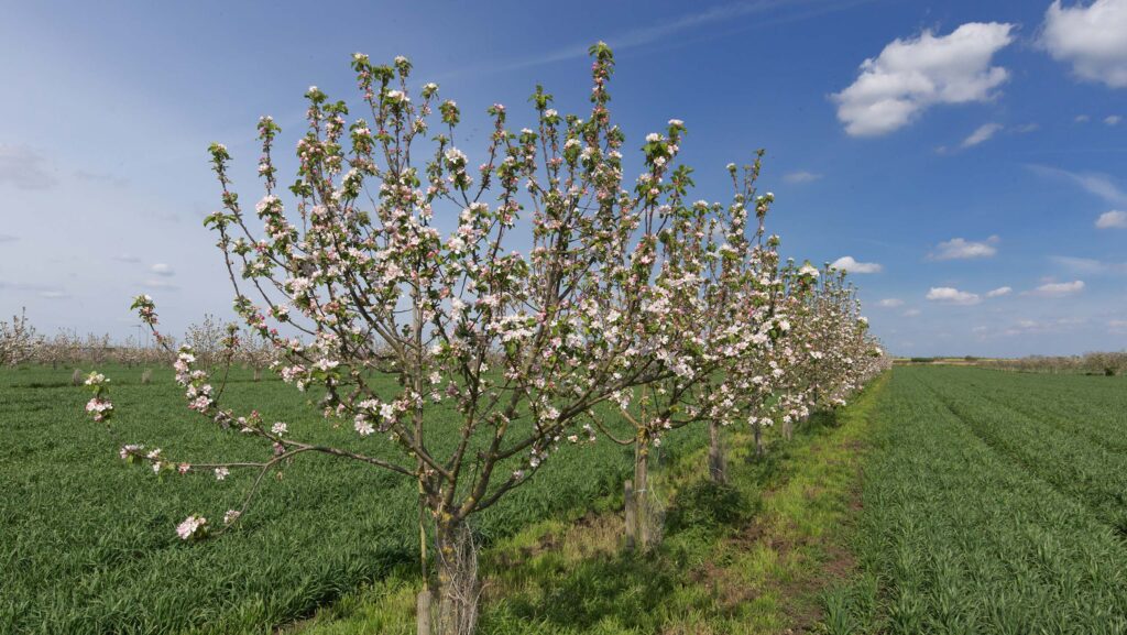 Apple trees planted in arable fields as part of an agroforestry project