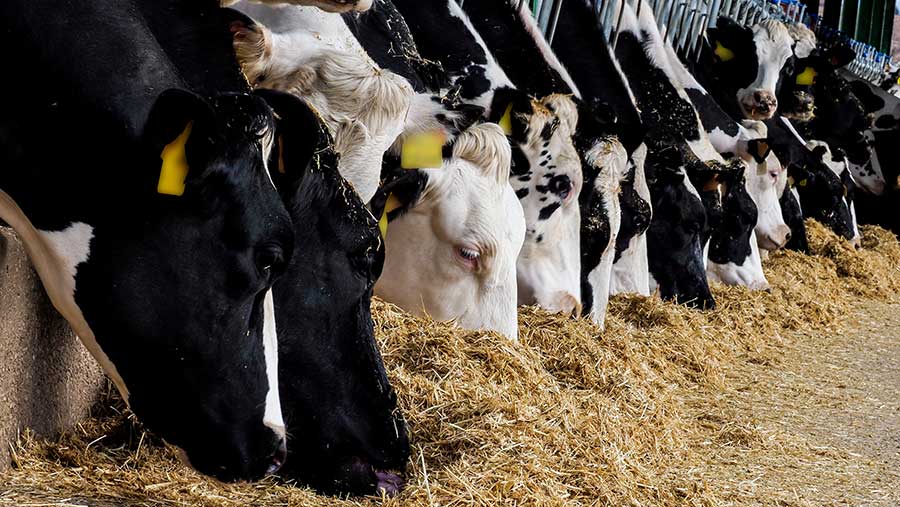 Cows eating hay