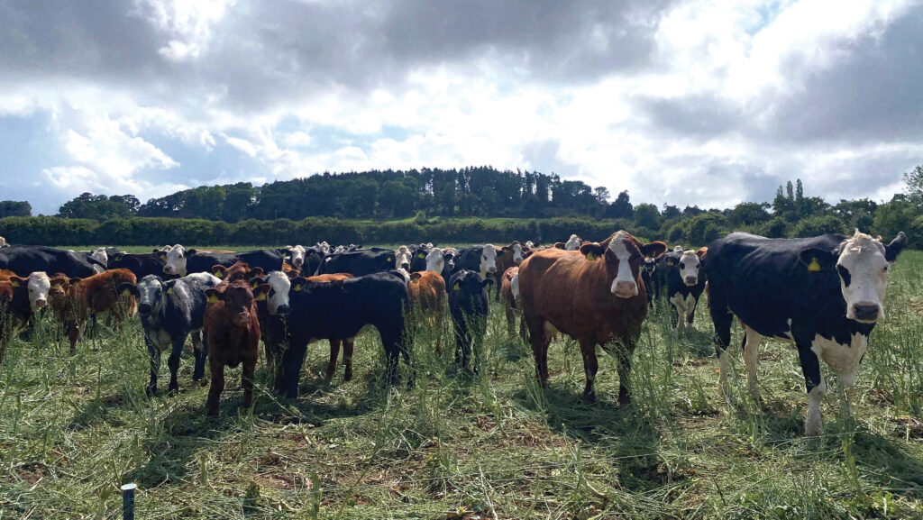 Cattle in field with broccoli