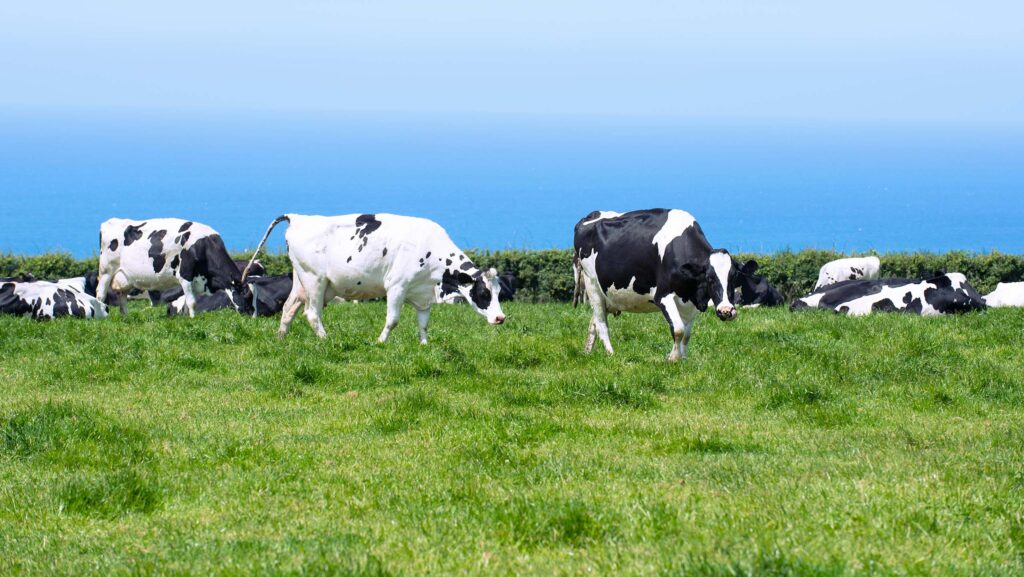 Dairy cows in a coastal field