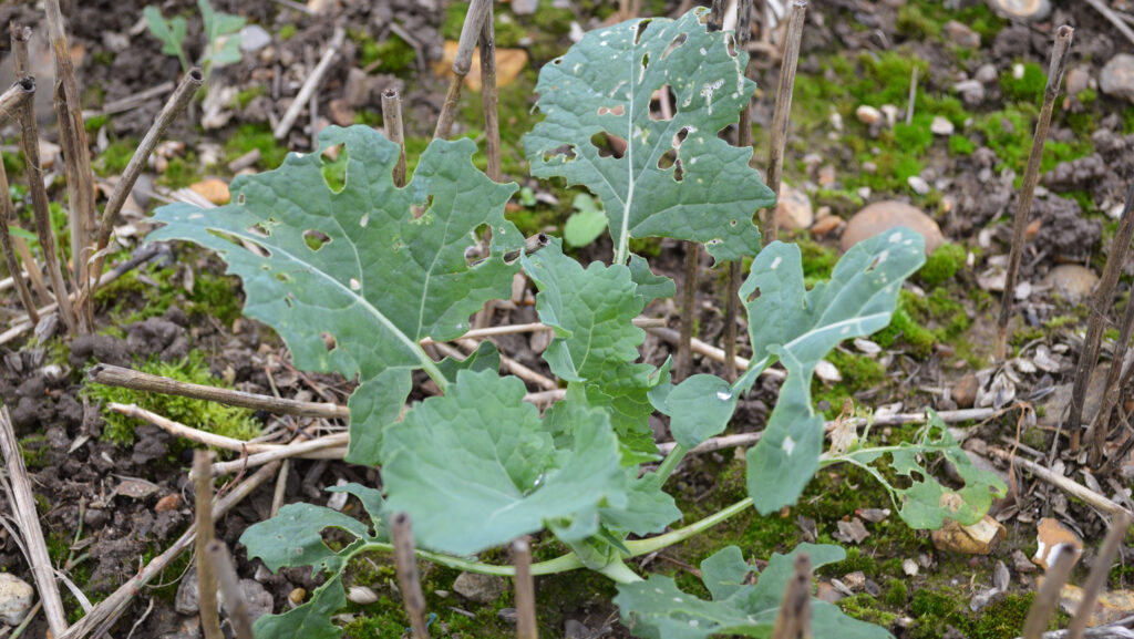 Cabbage stem beetle damage in OSR