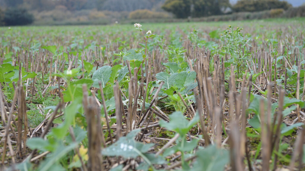 Field of OSR with buckwheat companion crop in flower