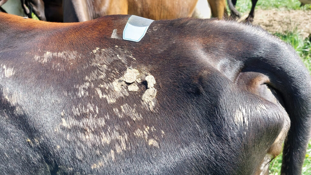 Heat detection on a cow