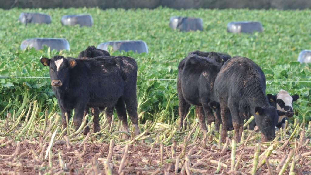 Heifers grazing kale © Debbie James