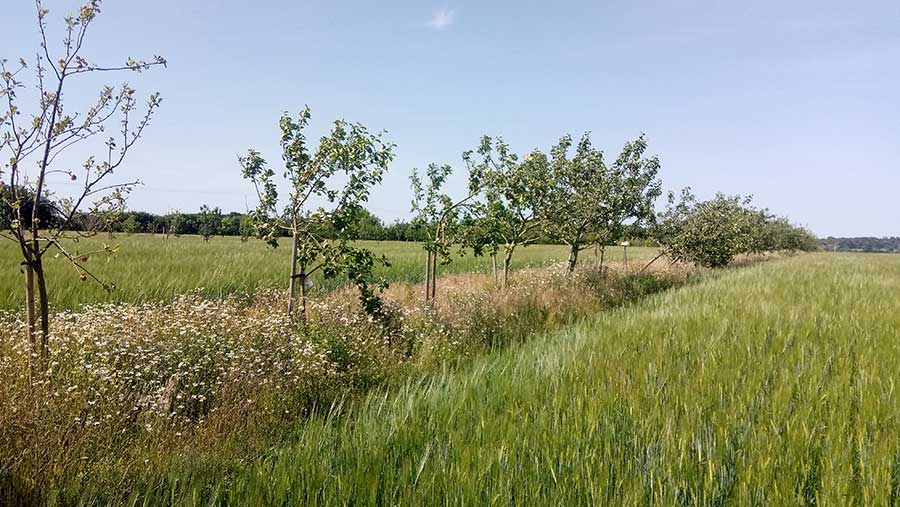 Young trees planted amongst farmland