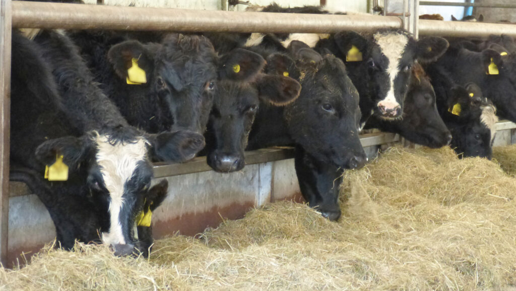 Kiwi cross cattle indoors