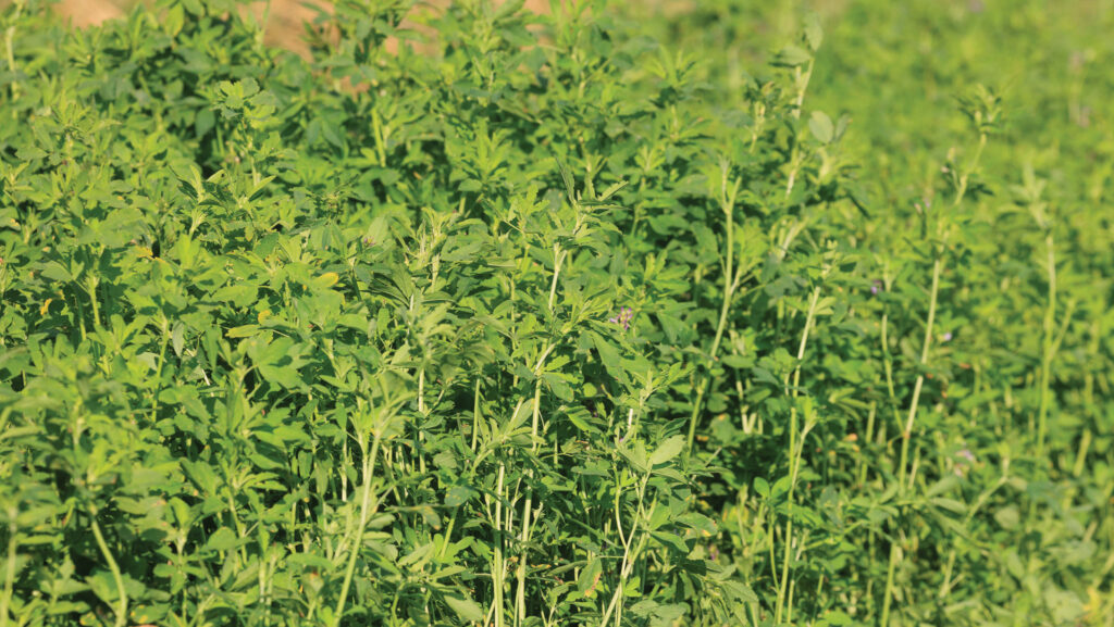 Close-up of lucerne leaves