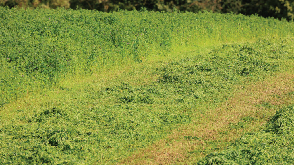 Part-mowed field of lucerne