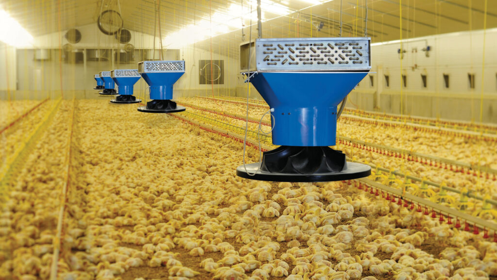 Heater for poultry shed