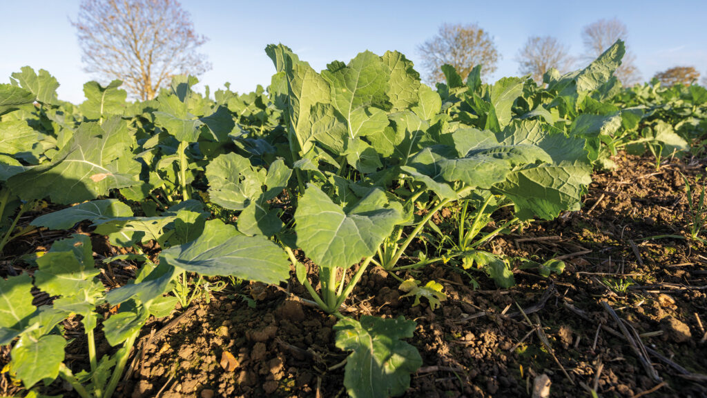 Oilseed rape plants