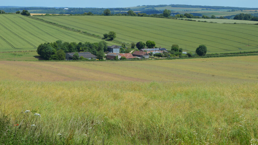 Oilseed rape trial field