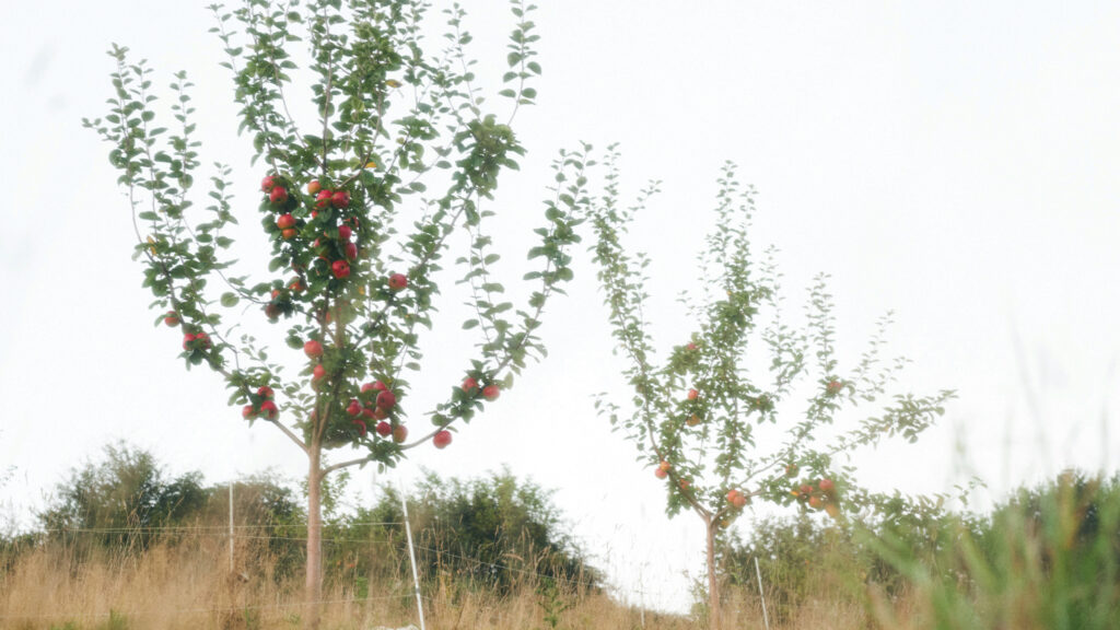 Orchard trees