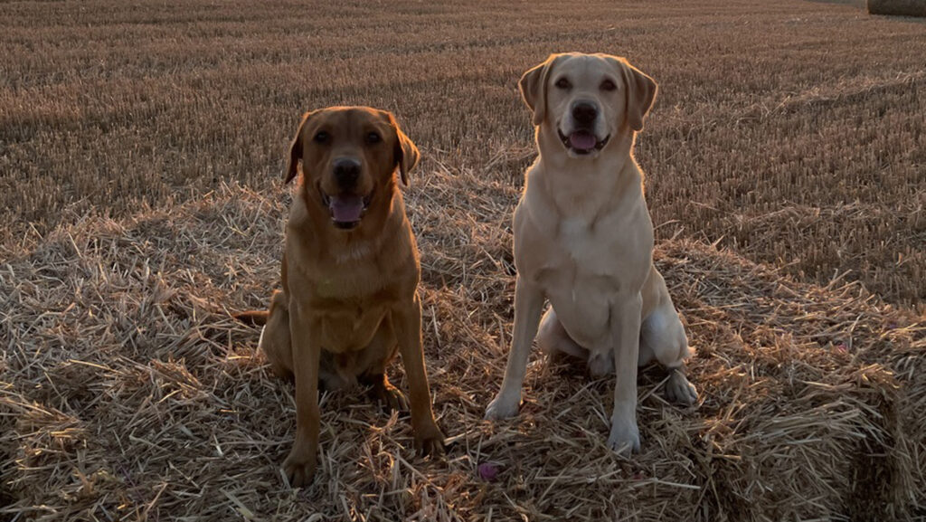 dogs in a field