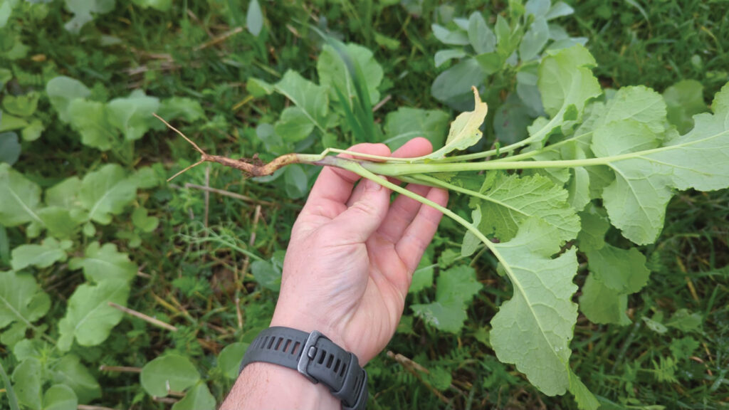 Plant roots