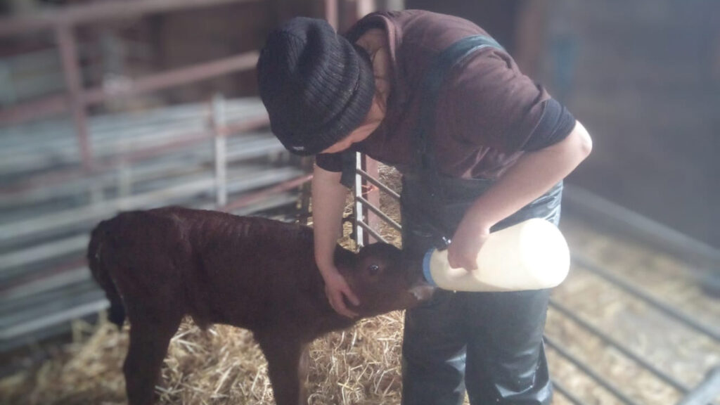 Woman feeding calf