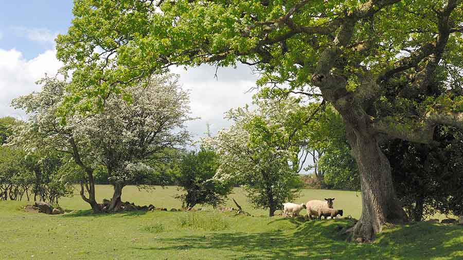 Sheep grazing under trees in a field