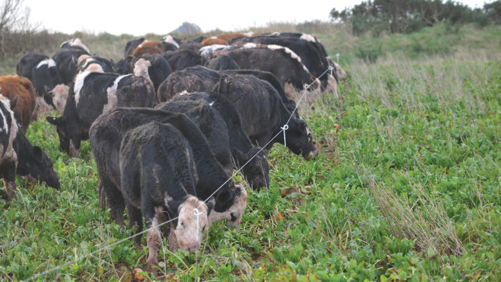 Steers grazing fodder beet