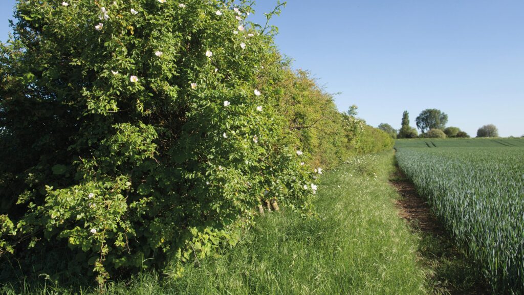 Thick hedgerow