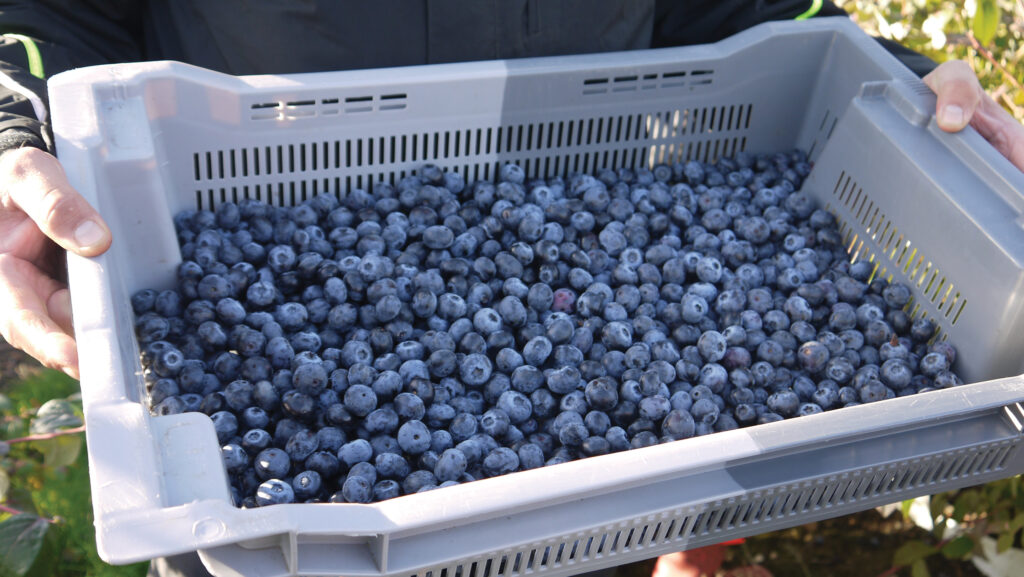 A tray of fresh blueberries