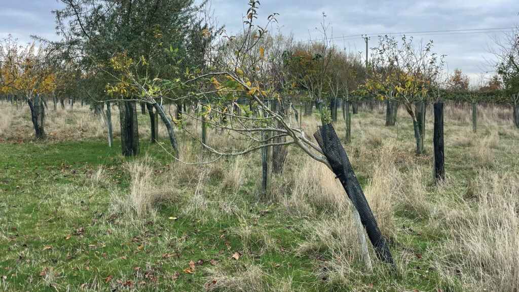 tree in orchard