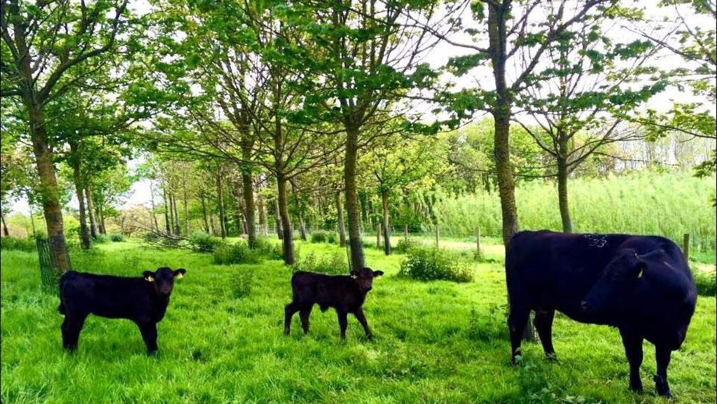 Cows grazing beneath planted trees