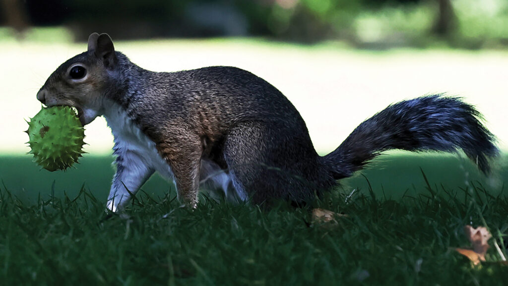 squirrel with conker in it's mouth