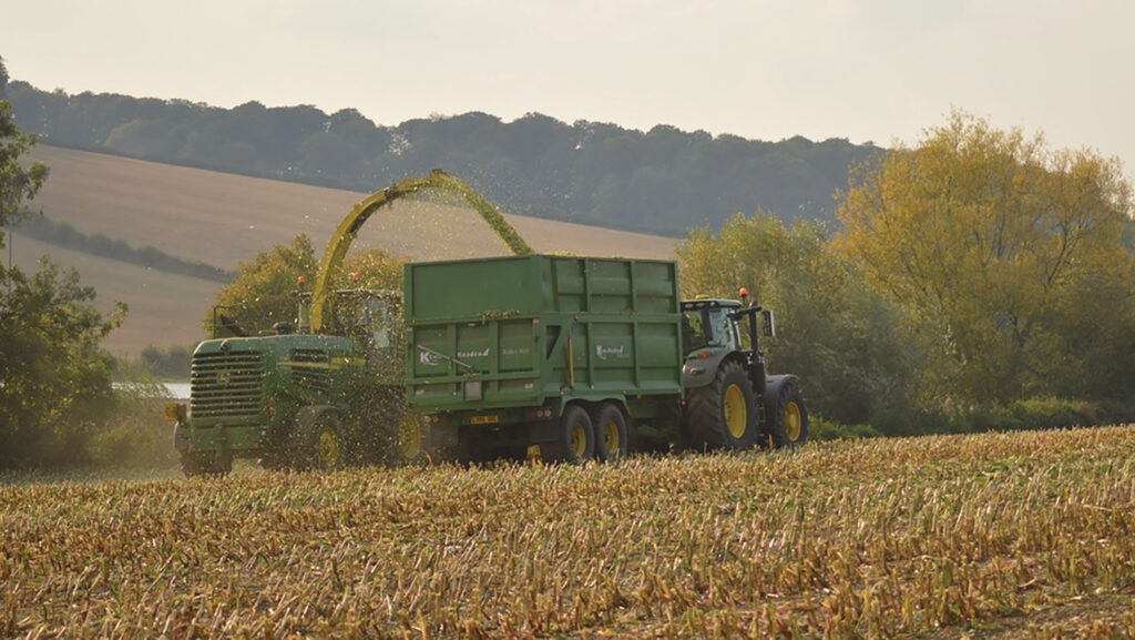 Harvesting maize