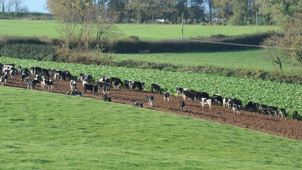 Youngstock on fodder beet