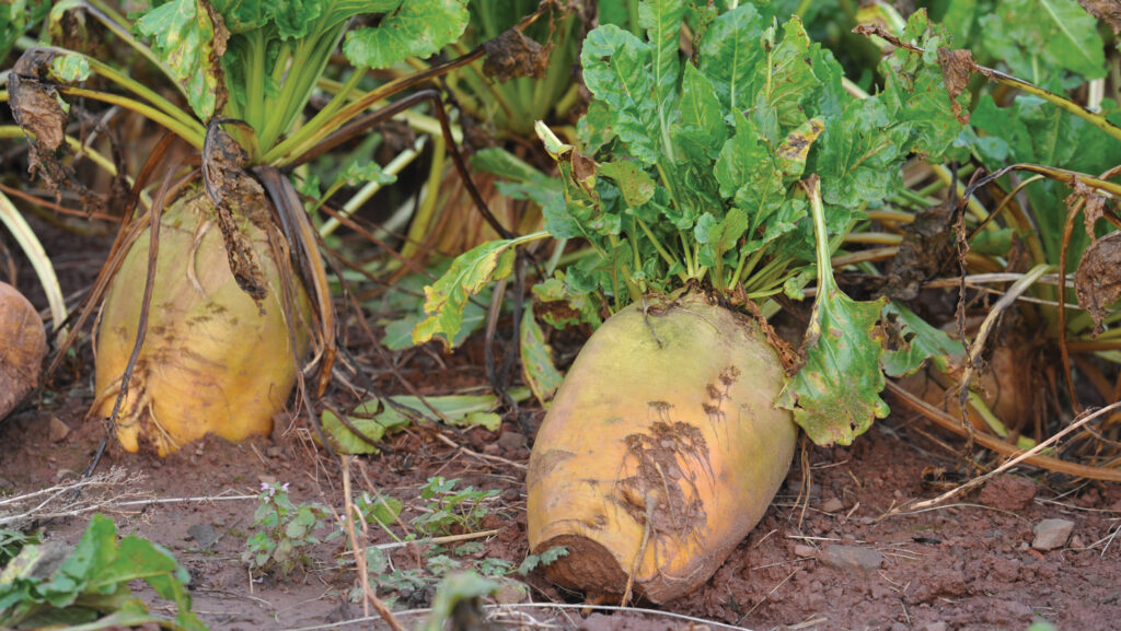 Fodder beet