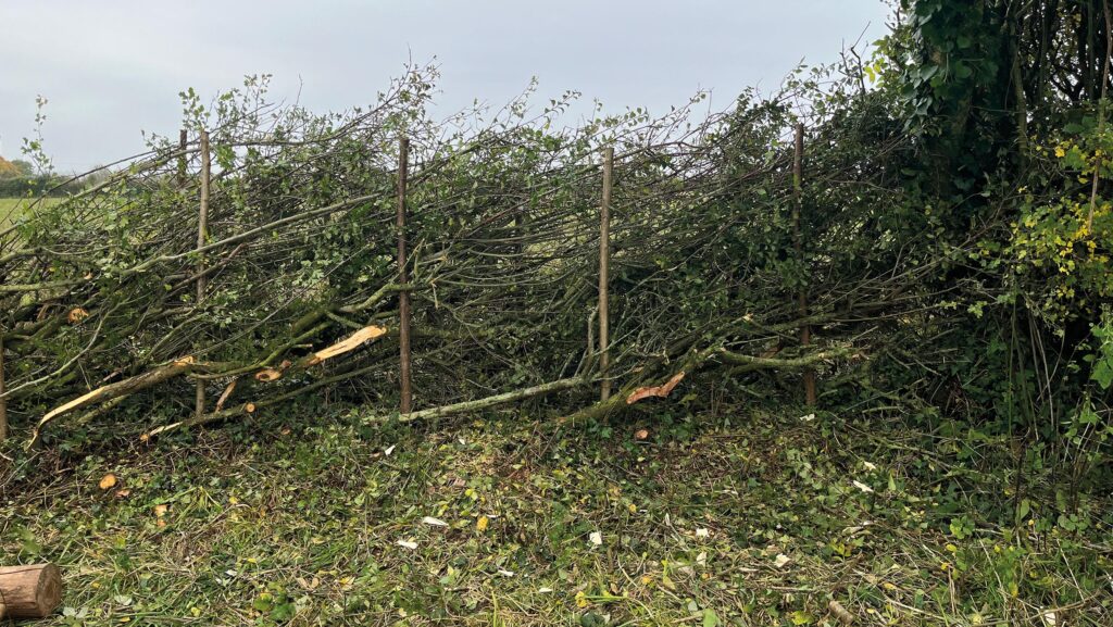 Laying a hedge