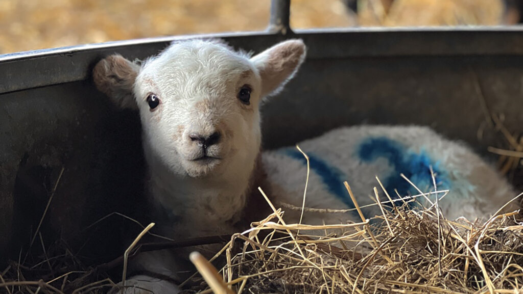 lamb sitting in a feeder