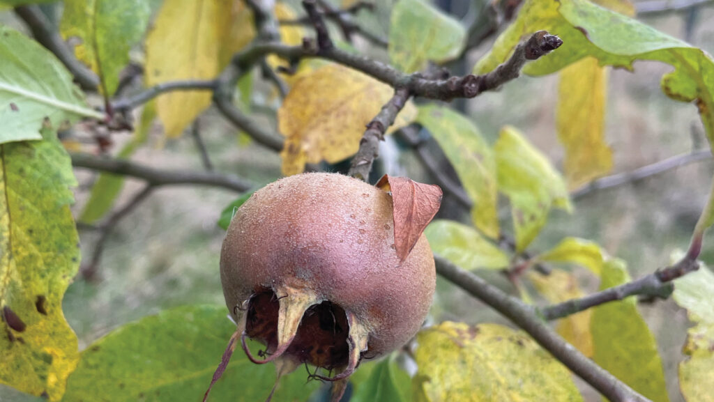 Medlar fruit