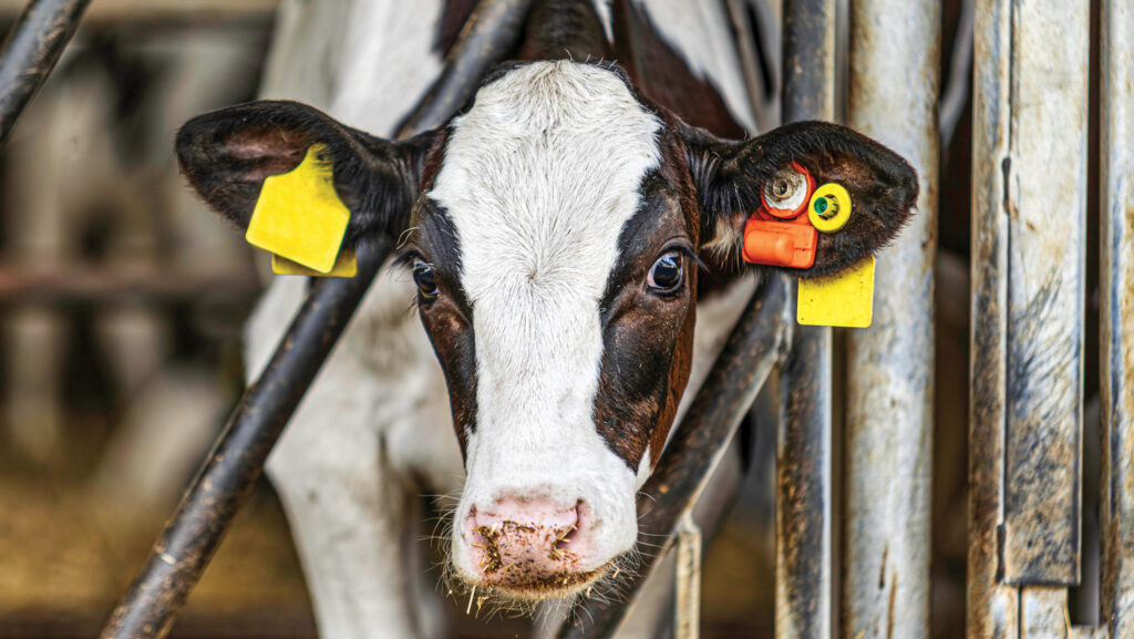 Cow with monitor in ear tag