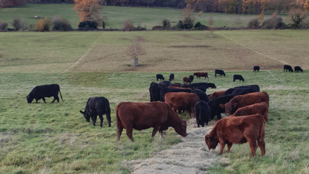 Herd bale grazing