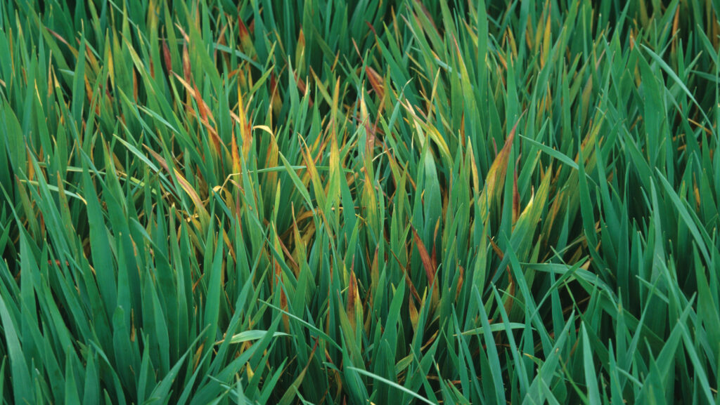 Barley yellow dwarf virus in oats