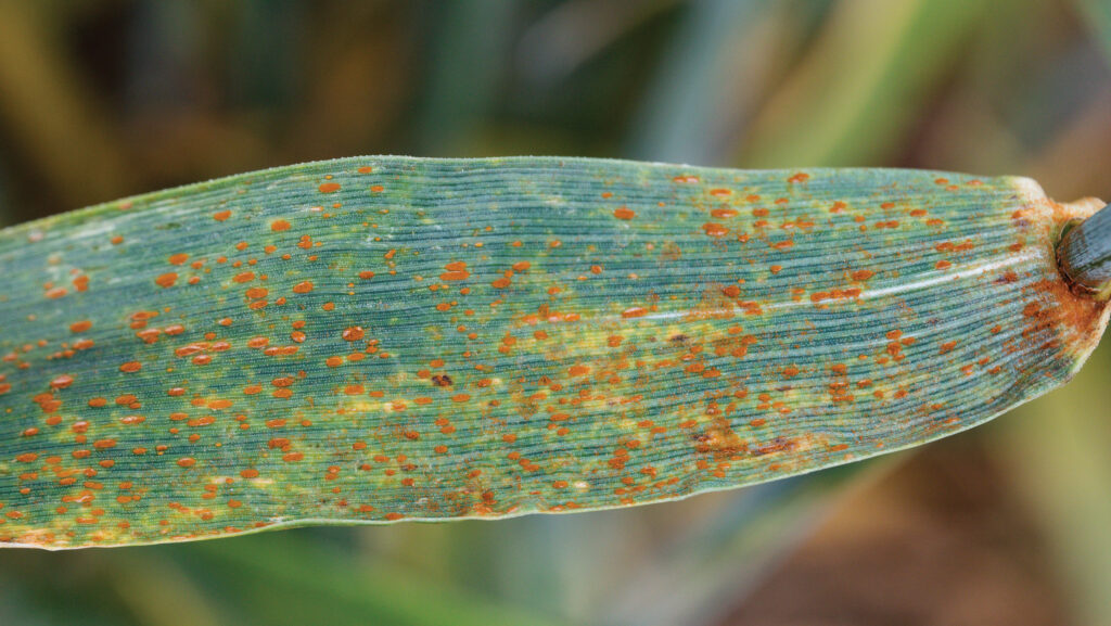 Close-up of brown rust on wheat leaf