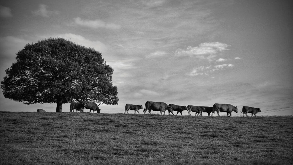 Suckler cows in fields