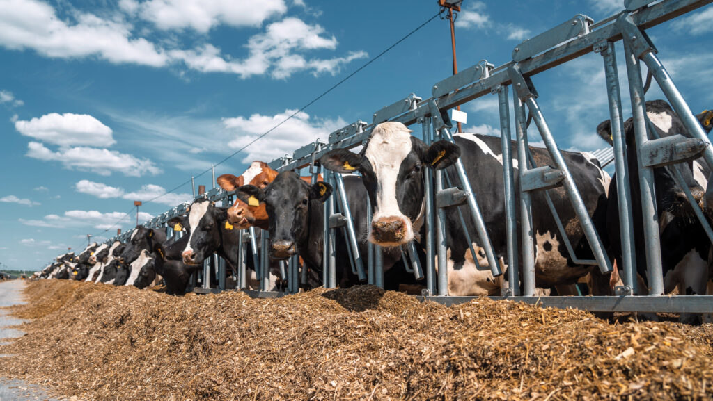 Dairy cows feeding outdoors