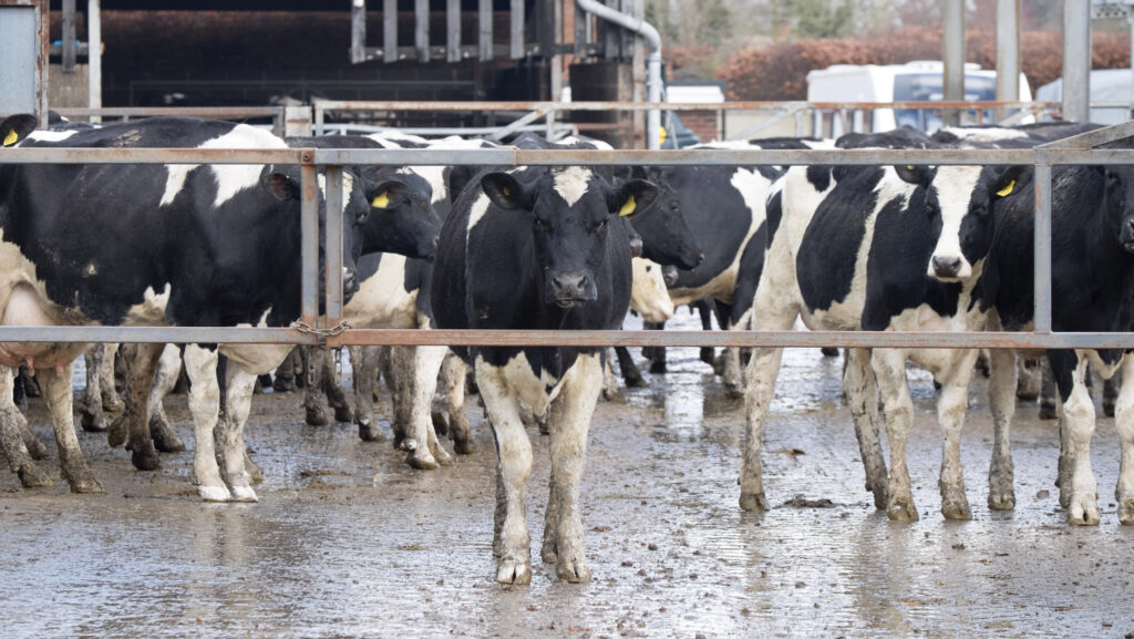 Cows waiting to be milked