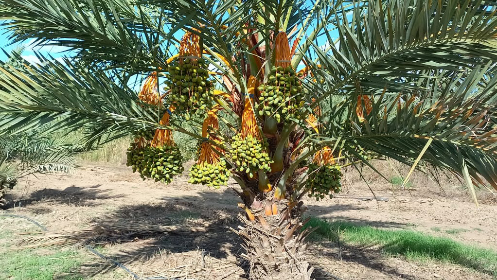 Date tree