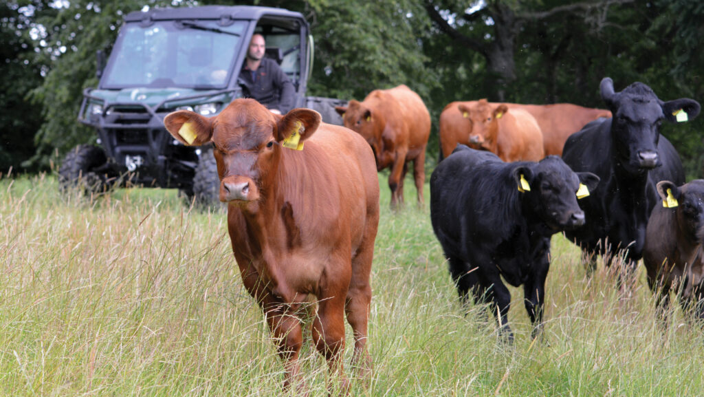 David Girvan's beef herd