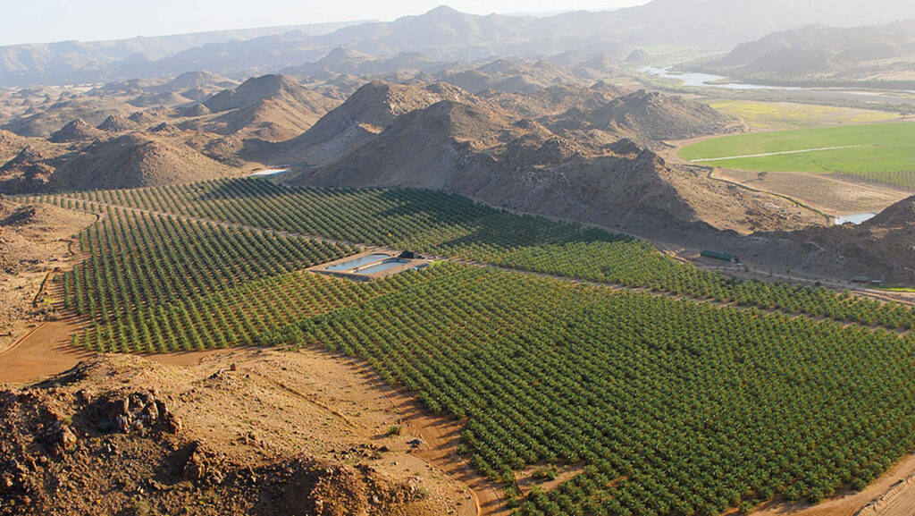 Desert Fruit date farm in Namibia © Desert Fruit