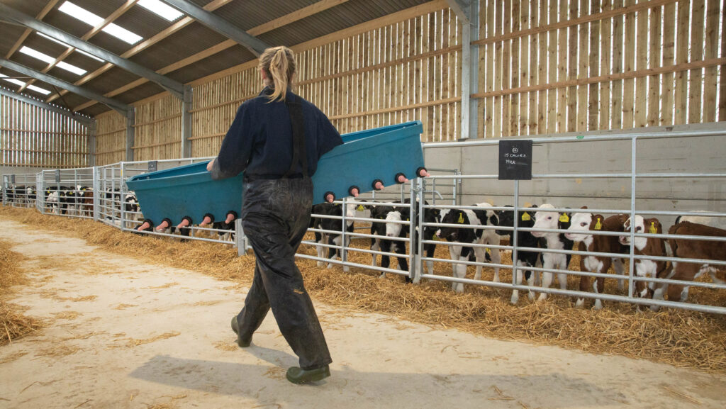 Worker preparing to feed young dairy calves