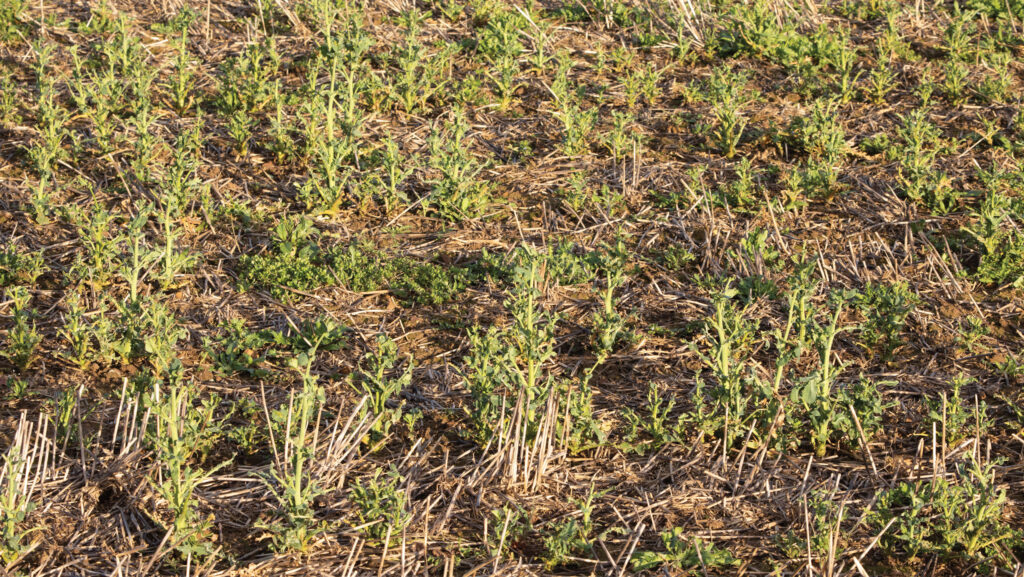 Failed oilseed rape crop