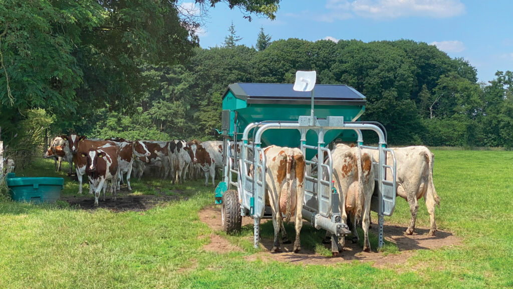 cows eating at mobile feed station