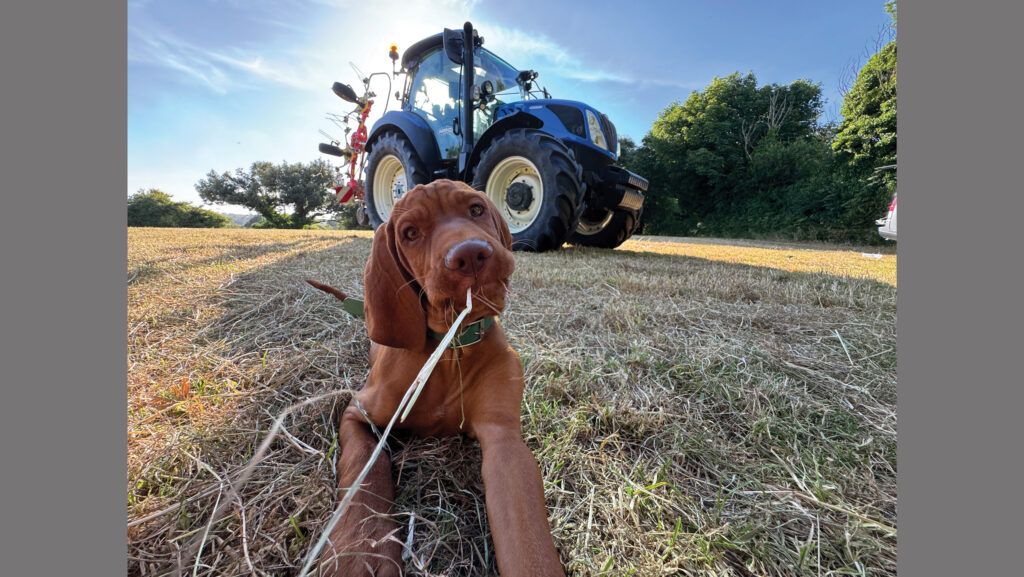 Wirehaired Hungarian vizsla puppy chewing hay with a tractor in the background